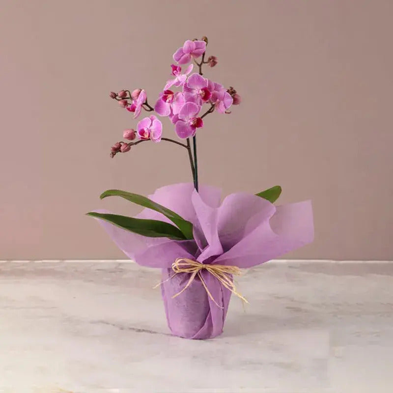 Mini Phalaenopsis Orchid Plant - Purple Orchid in Pink Wrapping