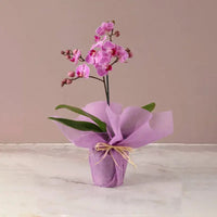 Thumbnail for Mini Phalaenopsis Orchid Plant - Purple Orchid in Pink Wrapping