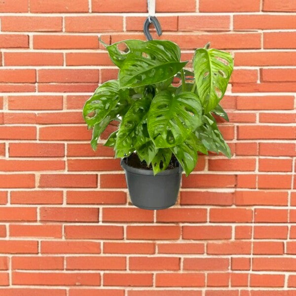 Hanging Adanson’s Monstera – Monstera Adansonii