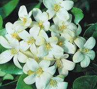 Thumbnail for Murraya Paniculata ‘Exotica’ – Orange Jasmine