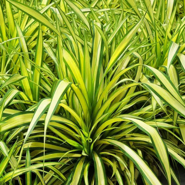 Pandanus Baptistii Variegata