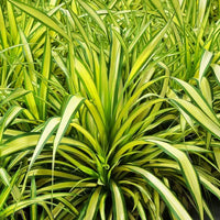 Pandanus Baptistii Variegata