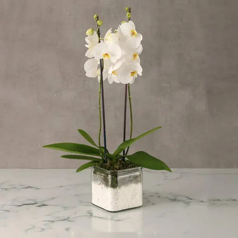Phalaenopsis Orchid Plant - Double Stem Orchid in Square Glass Vase