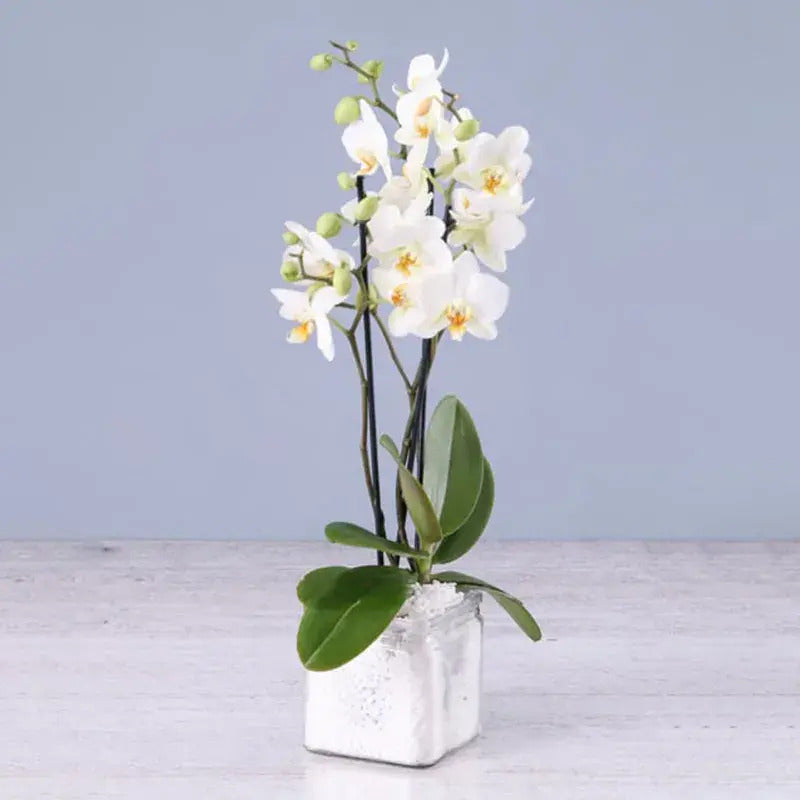 Phalaenopsis Orchid Plant - Double Stem White Orchid Plant in Square Vase