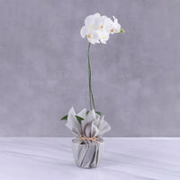 Phalaenopsis Orchid Plant - Single Stem with Grey Wrapping