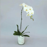 Phalaenopsis Orchid Plant - With A Graceful Vase