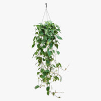 Thumbnail for Philodendron Scandens – Hanging