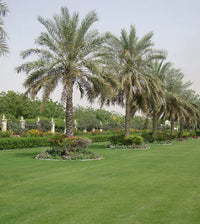 Thumbnail for Phoenix roebelenii – Miniature Date Palm