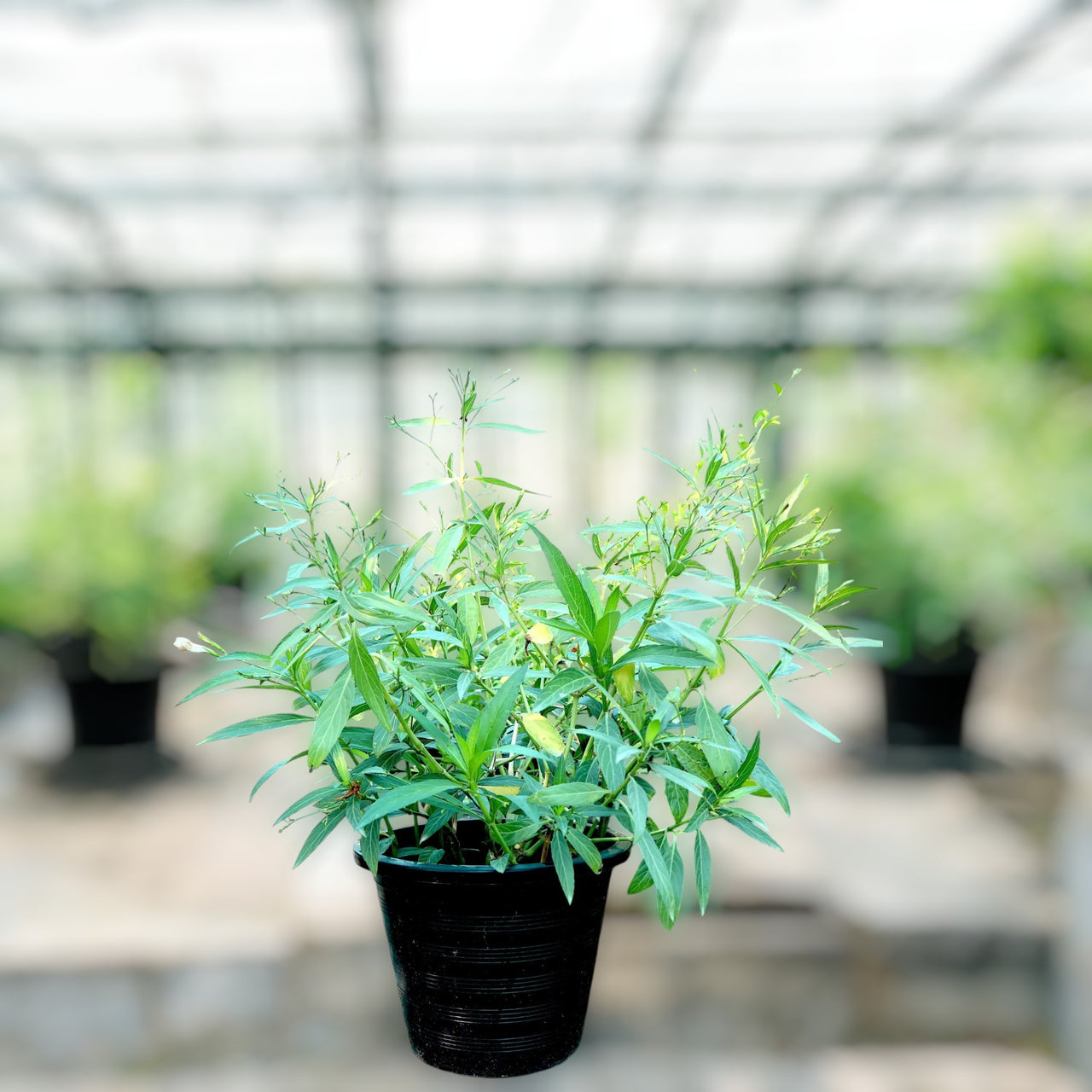 Ruellia Ciliosa – Wild Petunia