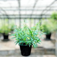 Thumbnail for Ruellia Ciliosa – Wild Petunia