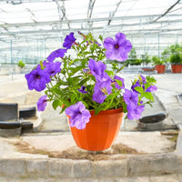 Thumbnail for Ruellia ciliosa – Wild Petunia