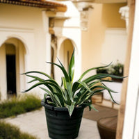 Thumbnail for Agave Attenuata Variegata