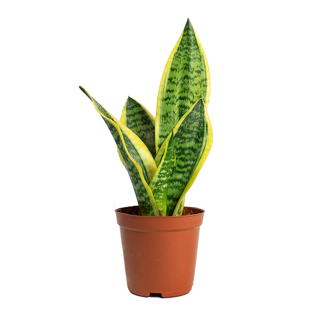 Sansevieria Trifasciata Plant - Snake Plant