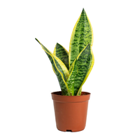 Thumbnail for Sansevieria Trifasciata Plant - Snake Plant