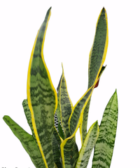 Thumbnail for Sansevieria Trifasciata Plant - Snake Plant