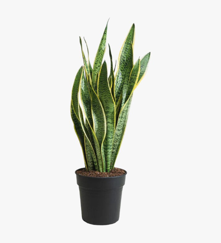 Sansevieria Trifasciata Plant - Snake Plant