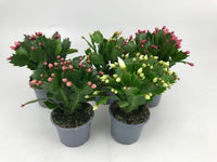 Schlumbergera – Christmas Cactus – Zygocactus