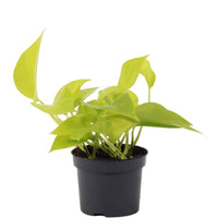 Thumbnail for Scindapsus Golden Pothos
