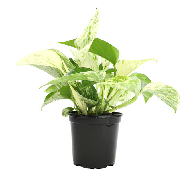 Scindapsus Marble Queen