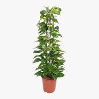 Thumbnail for Scindapsus – Epipremnum Aureum – Money Plant