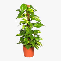 Thumbnail for Scindapsus – Epipremnum Aureum – Money Plant