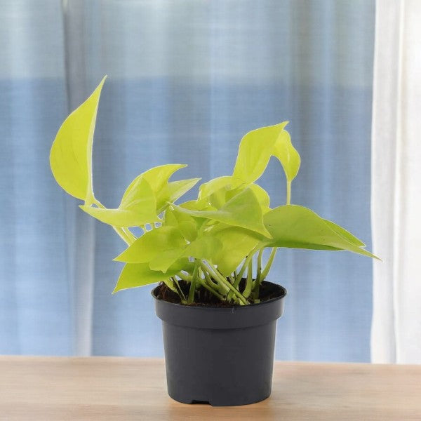 Scindapsus Golden Pothos