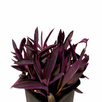 Thumbnail for Setcreasea purpurea – Purple Heart