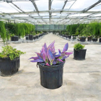 Thumbnail for Setcreasea purpurea – Purple Heart