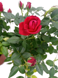 Thumbnail for Shrub Roses – Holland – Mixed Colors