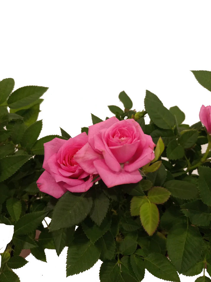 Shrub Roses – Holland – Mixed Colors