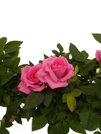Thumbnail for Shrub Roses – Holland – Mixed Colors