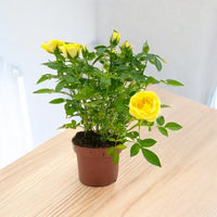 Thumbnail for Shrub Roses – Holland – Mixed Colors