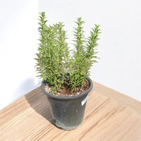 Rosmarinus Officinalis – Rosemary Plant