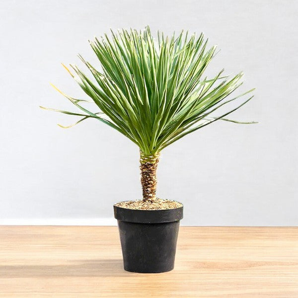 Yucca Gloriosa- Spanish Dagger