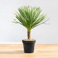 Thumbnail for Yucca Gloriosa- Spanish Dagger