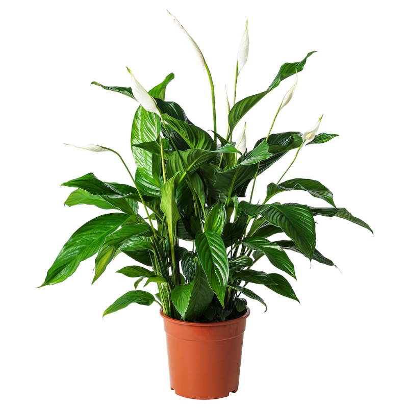 Spathiphyllum Plant – Peace Lily – White Sails – Spathe Flower