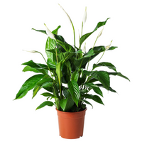 Thumbnail for Spathiphyllum Plant – Peace Lily – White Sails – Spathe Flower