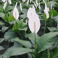 Thumbnail for Spathiphyllum Plant – Peace Lily – White Sails – Spathe Flower