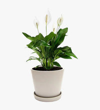 Thumbnail for Spathiphyllum Plant – Peace Lily – White Sails – Spathe Flower