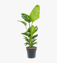 Thumbnail for Sansevieria Trifasciata Plant - Snake Plant