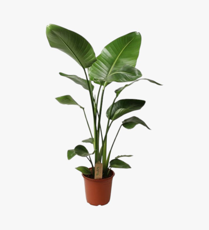 Strelitzia Reginae - Bird of Paradise