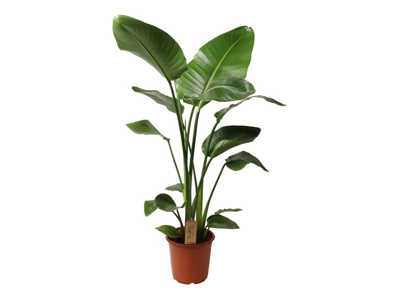 Strelitzia Reginae - Bird of Paradise