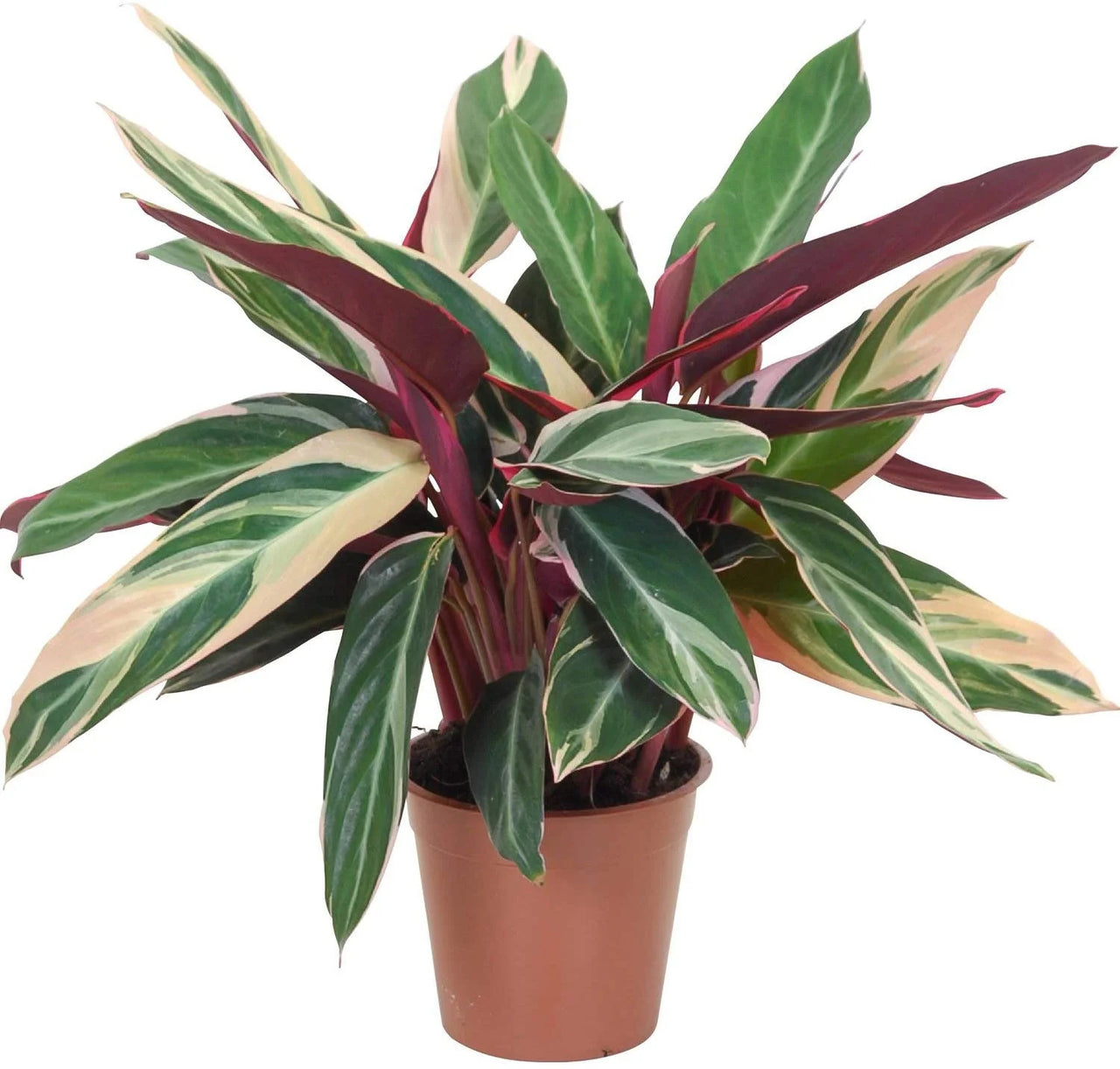 Stromanthe Triostar Plant