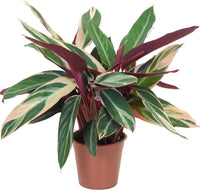 Stromanthe Triostar Plant
