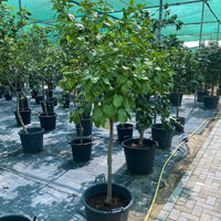 Thumbnail for Orange Tree – Citrus Sinensis