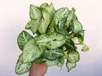 Syngonium White Butterfly Plant - Arrowhead Plant