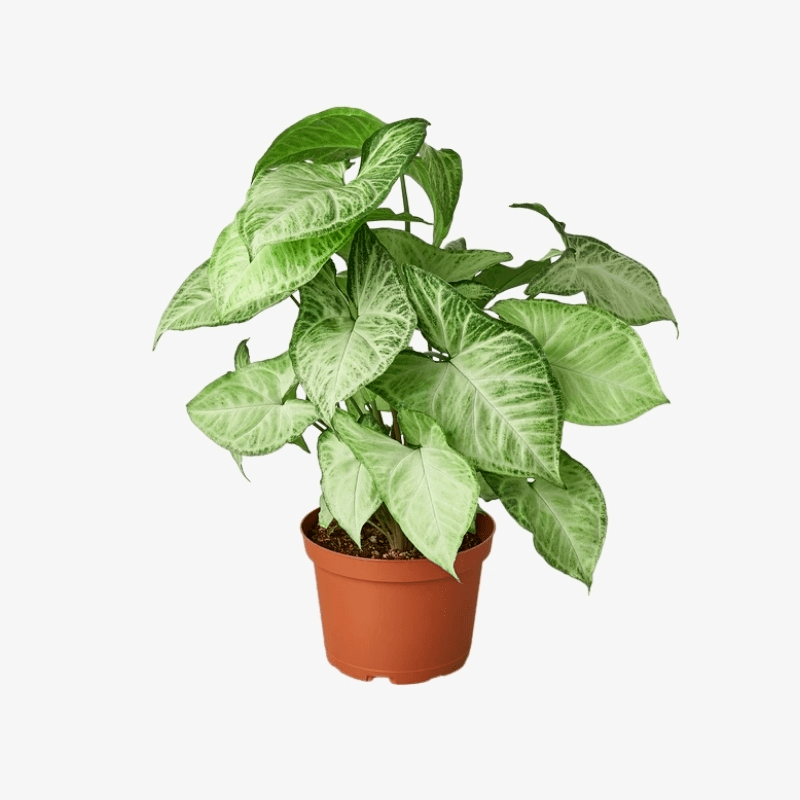 Syngonium White Butterfly Plant - Arrowhead Plant