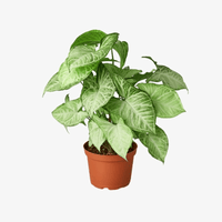 Syngonium White Butterfly Plant - Arrowhead Plant