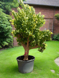 Thumbnail for Citrus Lemon Tree – Specimen