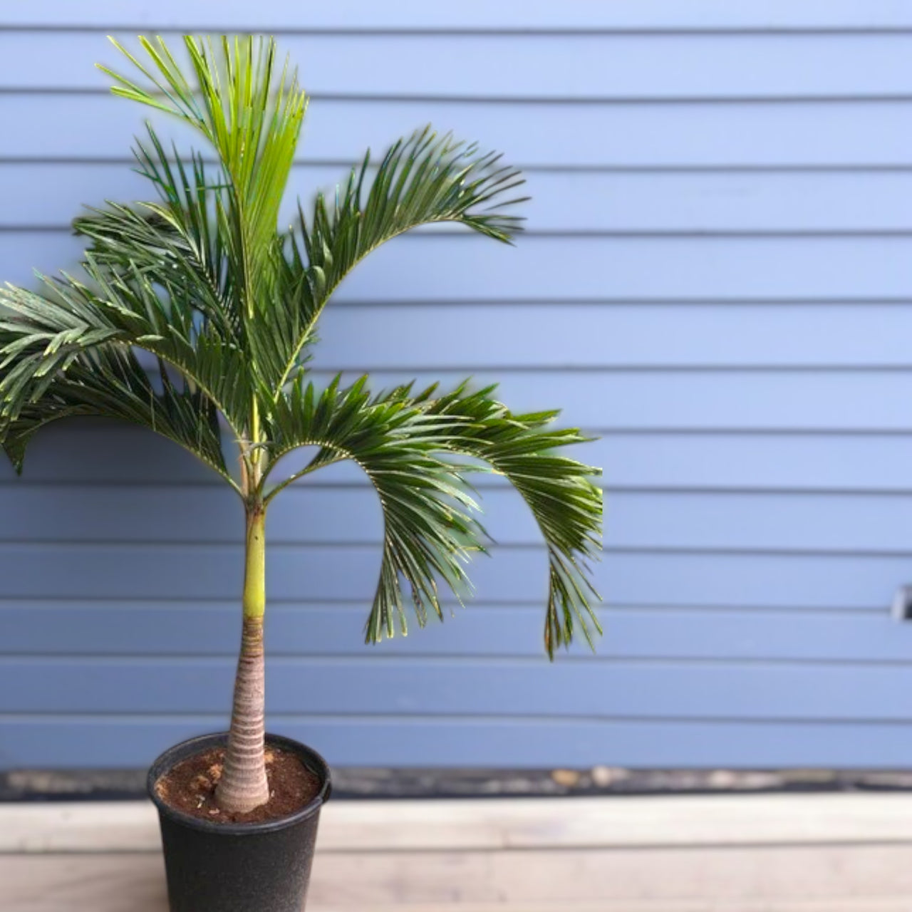 Veitchia merrillii – Manila Palm (Christmas Palm)